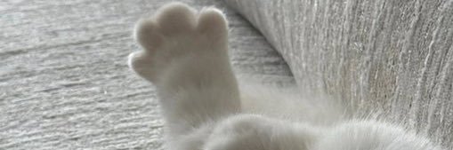 mille banner