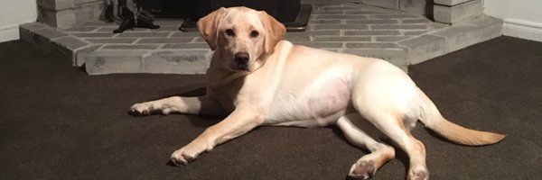 Krugdog Profile Banner