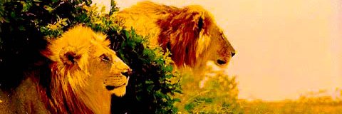 River City Cowboy banner