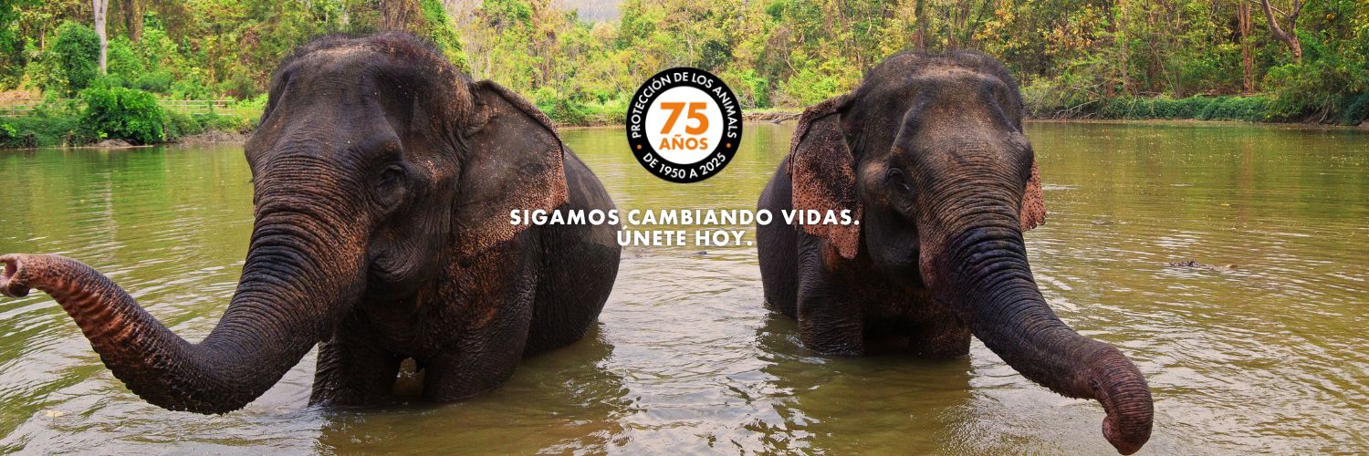 Protección Animal Mundial banner