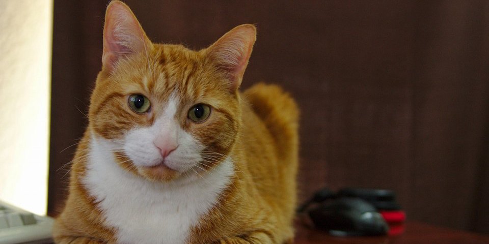 Libbets's profile banner image