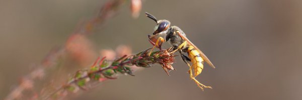 mixaeljones Profile Banner