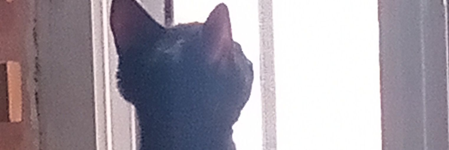 JUNCAL427's profile banner image