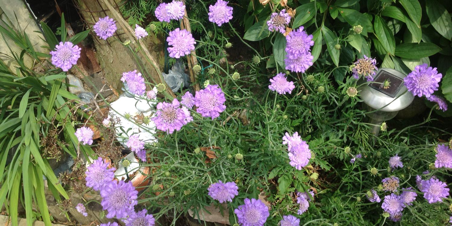 claire green RN DN CPT QN(hon) banner