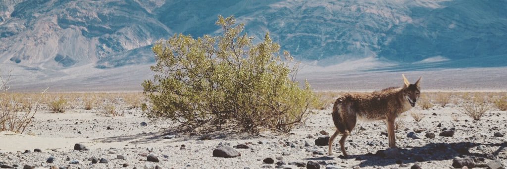 RaeGeringer's profile banner image