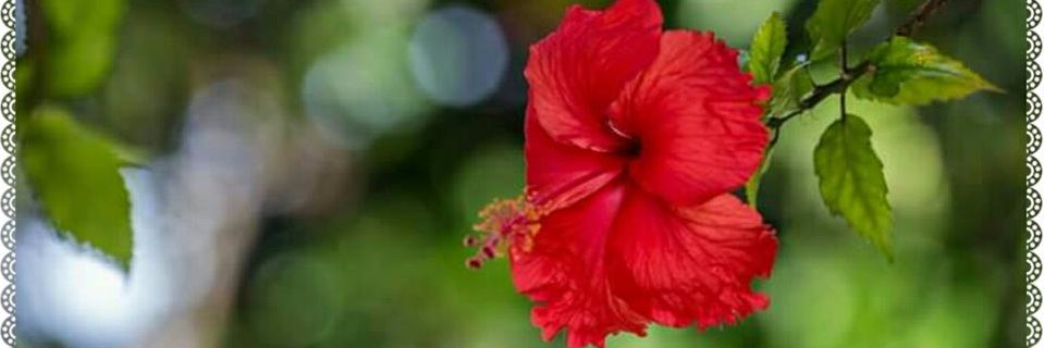 julietaaf's profile banner image