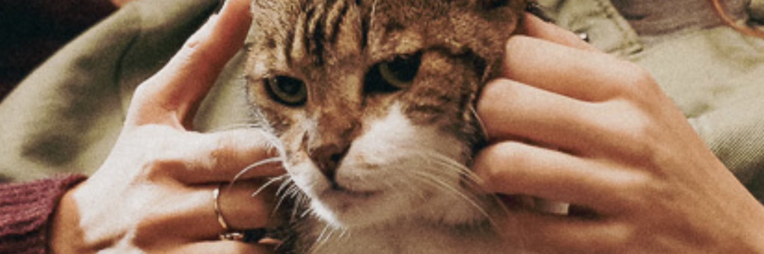 lo banner