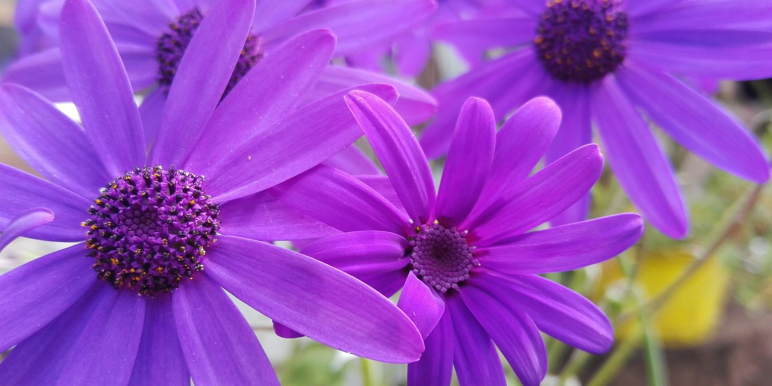 Cami4_'s profile banner image