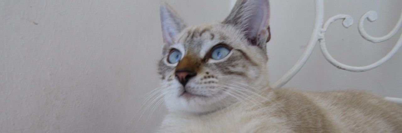 delfiiBraillard's profile banner image