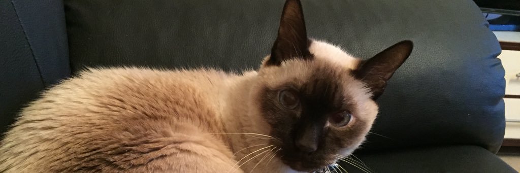 esteropina's profile banner image