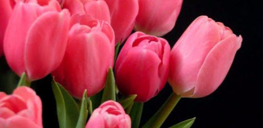 Afandreita's profile banner image