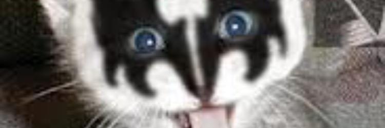 FawnLeibowitz71's profile banner image