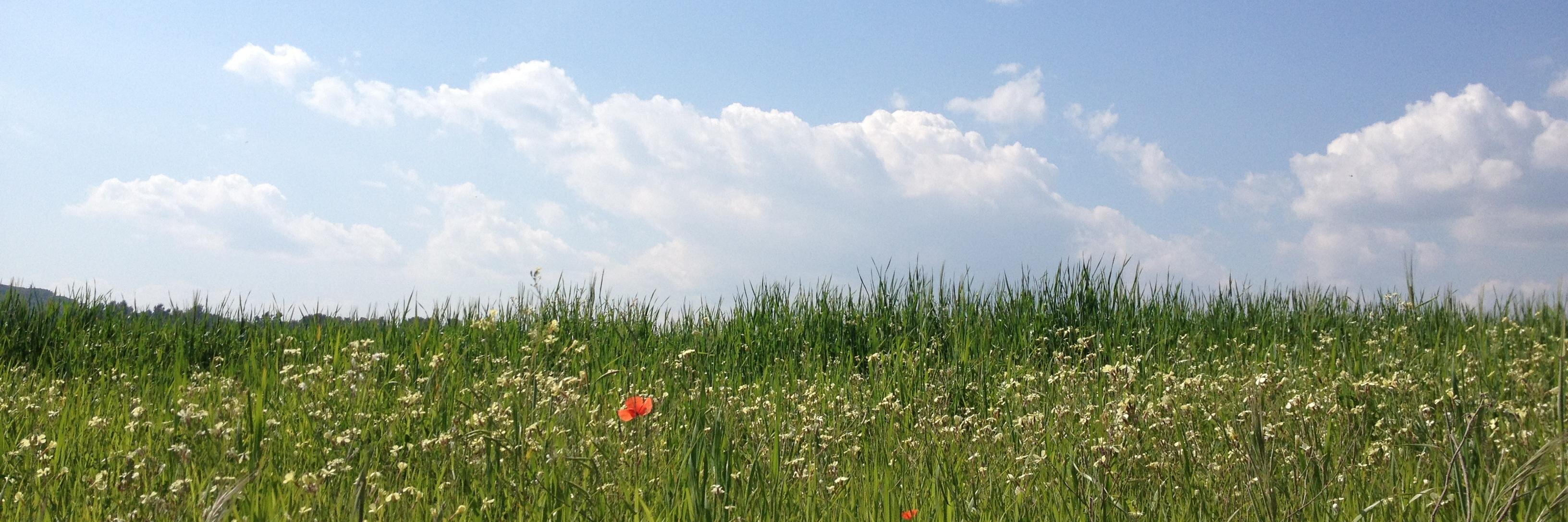 Bruno Sokolowicz banner