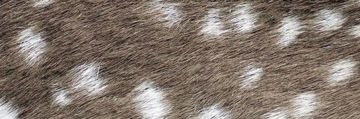 feebs ‧˚꒰🐾୭ banner