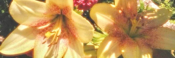 Zananitas_'s profile banner image