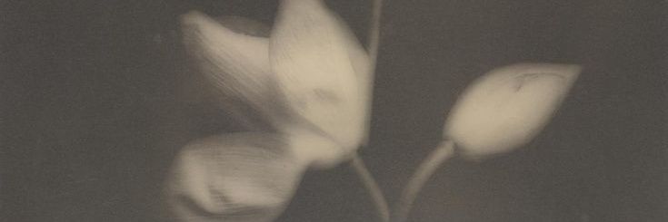 𐔌˙. banner