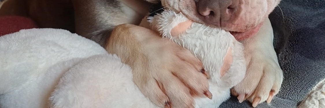 Cozy Paws🐾 banner