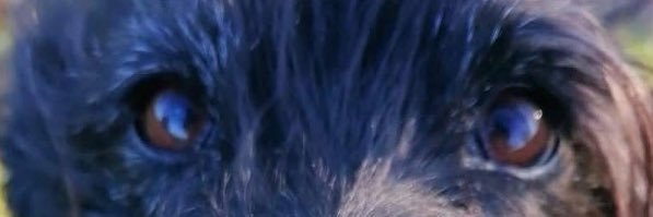 drixy banner