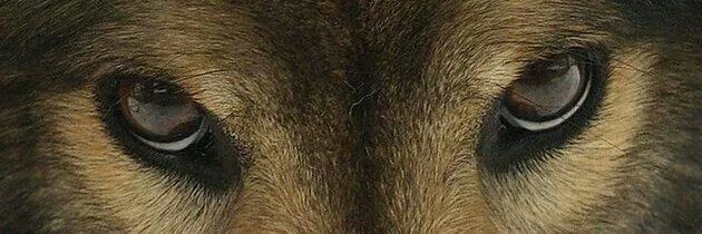 sh1qoster banner