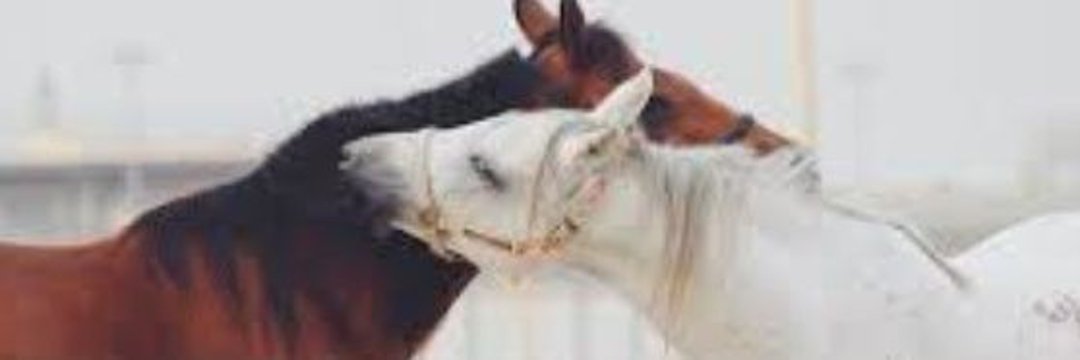 عابر سبيل banner