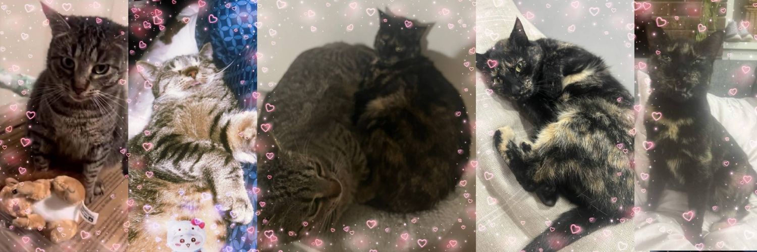 モカとココの最新情報 🐱🐱 banner