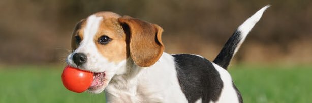 HowlingBeagle banner