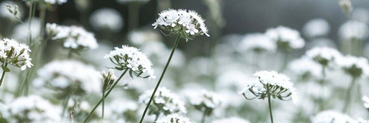 SeekerMuse's profile banner image