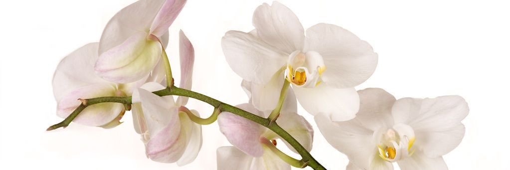 aleena ⋆˚꩜｡ banner
