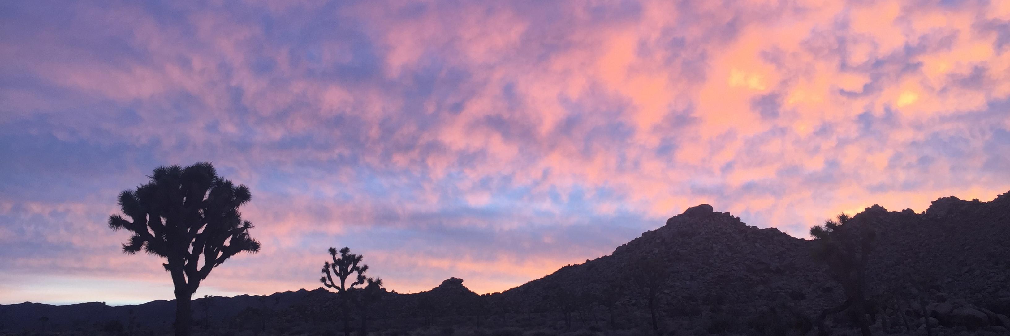 Molly Felz Thompson banner