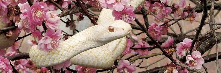 Cissia (no more nerfs) banner