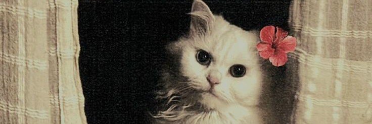 Gezen_lady29's profile banner image