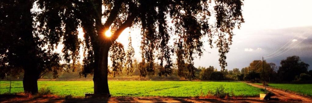 Hannah Johnson banner