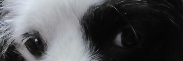 carlossoria_p Profile Banner