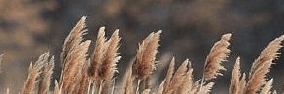 Peter Handzus banner