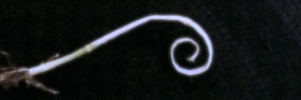 akyiashii's profile banner image