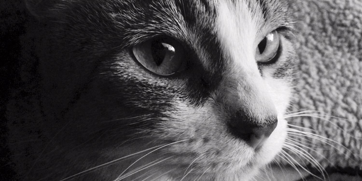 anamendozaz's profile banner image