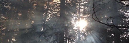 deerflesh's profile banner image