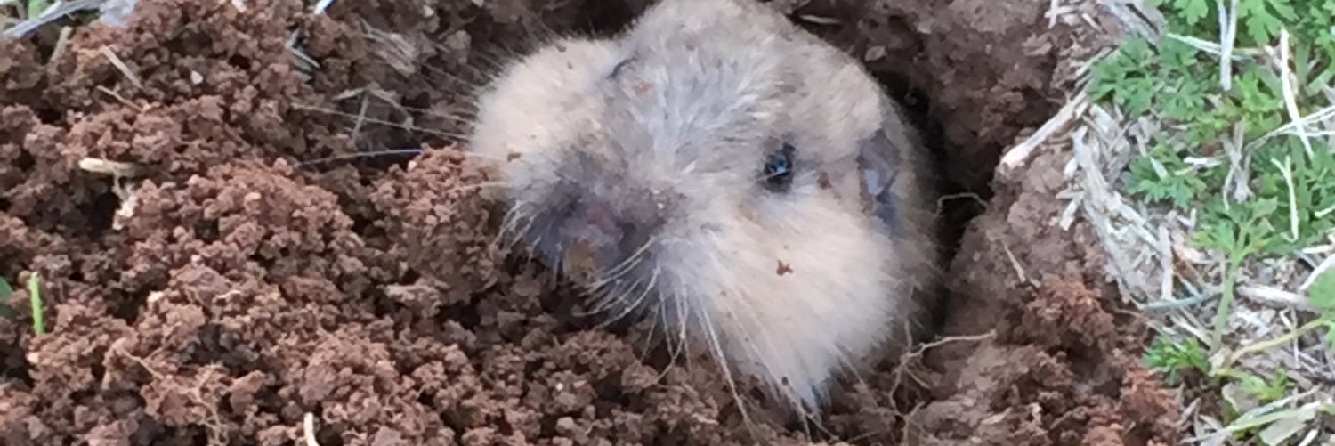 Kate Nall, NBCT banner