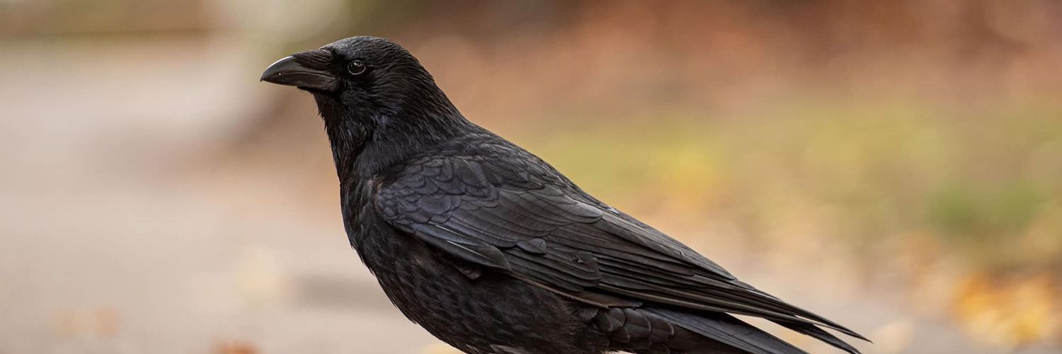 crow banner