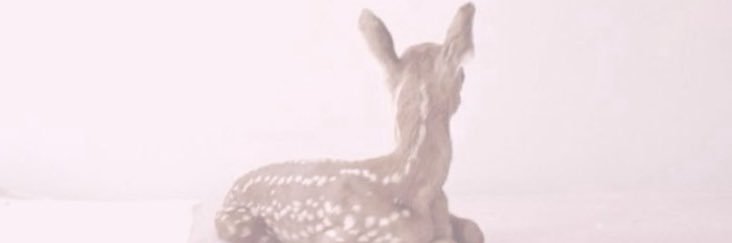 Deer banner
