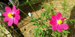 Reinelda C. Álvarez banner