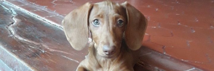 PauCalderari's profile banner image