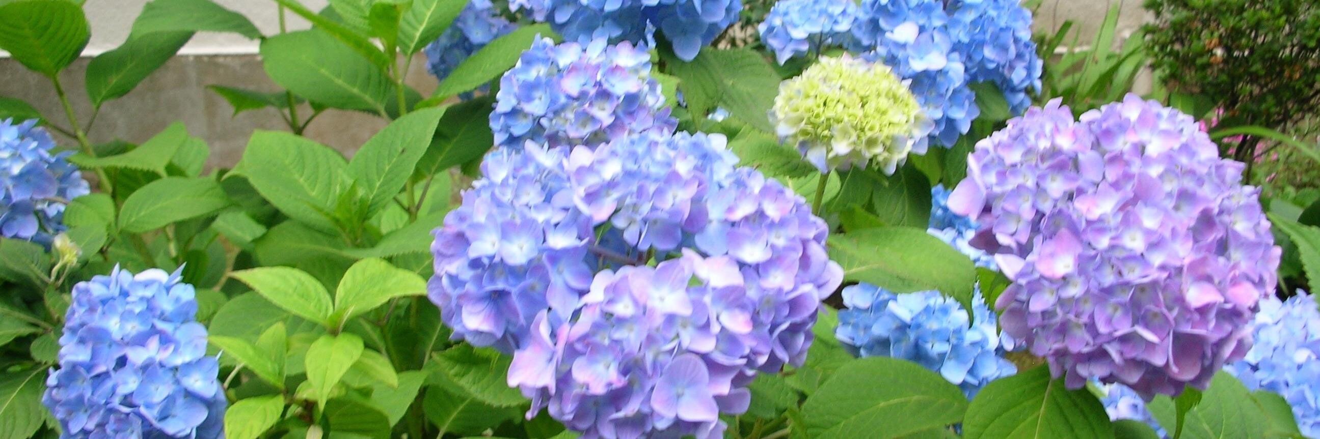trifolium_c's profile banner image