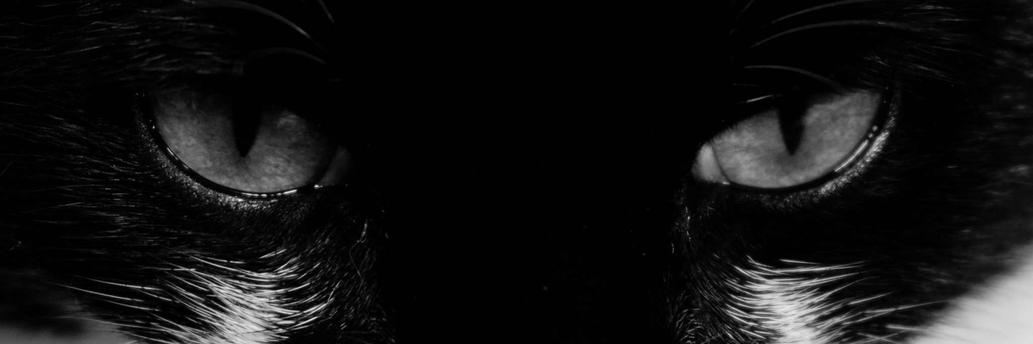 ElizzaTweet's profile banner image