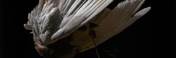 Mariana 🪷 banner