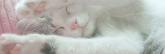 sasa . ̯. banner