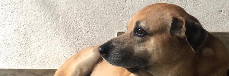 deanne uyangoda banner