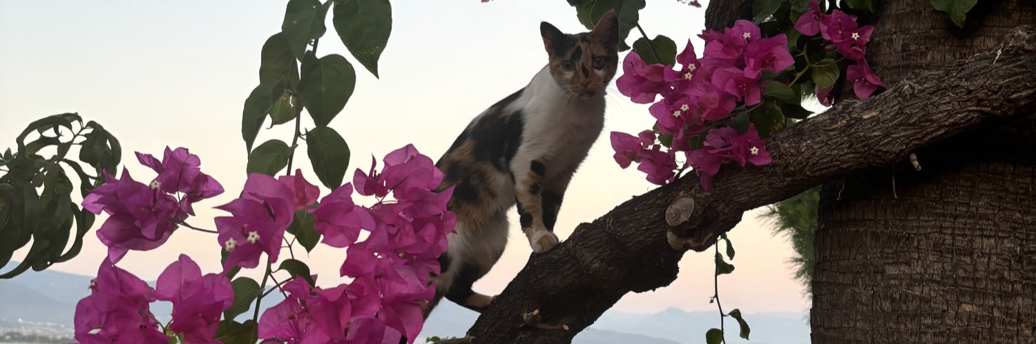 Catz banner