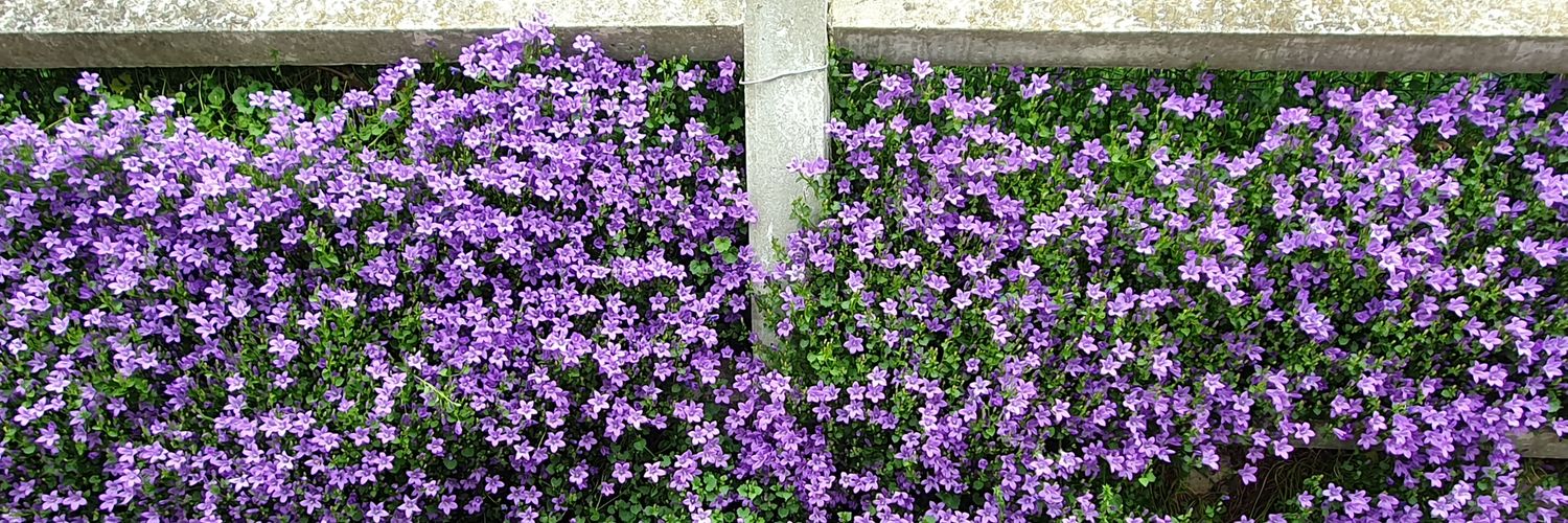 Whee Confetti 🚲 banner