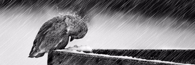raoles81's profile banner image